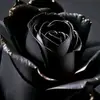 Daniel Mates - @daniel.mates0 - TikTok