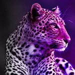 Daniel Matic - @like_danima - Instagram