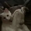 Furmom2damon&milo - @danielle.matney - TikTok