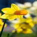 Daniel Mayi - Facebook