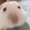 Daniel_Mazon04 - @daniel_mzn004 - TikTok
