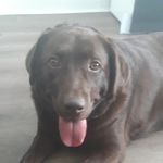 Daniel McGuinness - @daniel.mcbrearty.52 - Instagram