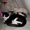 Danielle McCliman - @danielle.mccliman1 - TikTok