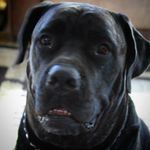 Mr. Bojangles - @danielmcclinton - Instagram