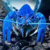 dan.mccolgan13 - @dan.the.can - TikTok