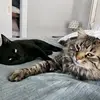 daniellemccombs - @daniellemccombs - TikTok
