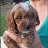 danielmccook12 - @ilovepuppies177 - TikTok