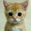 Daniel Mcgivney - @rae.6661 - TikTok