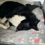 Daniel Mac Giolla Bháin - @mcilwaine_daniel - Instagram