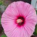 Dan Mcmonagle - Facebook