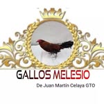 Daniel Melesio - @daniel.melesio.980 - Instagram
