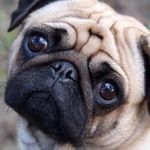 Daniel Merrick - @_pugsarebae_ - Instagram