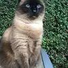 danielmiara - @danielmiara - TikTok
