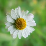 Daniel Miceli - @dmfotolight - Instagram