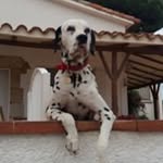 DanielMichele - @danielmichele66 - Instagram