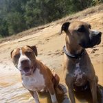 Daniel Middlebrook - @dogs_with_dan - Instagram