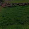 Daniel Milea - @daniel.milea79 - TikTok