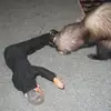 danielmontague650 - @danielmontague650 - TikTok
