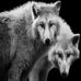 Daniel Montcalm - Facebook
