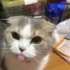 @coñikooo - @danielmontecino61 - TikTok