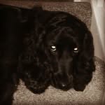 Daniel luke montrose - @lfc_daniel_06 - Instagram