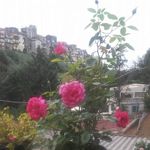 Daniela Moreschi - @daniela.moreschi.73 - Instagram