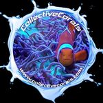 Daniel Morris - @collectivecorals - Instagram