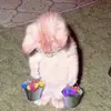 Daniel Mu - @danielmoocow - TikTok