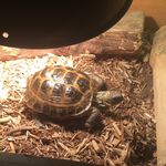 Daniel Muse - @tortuga_freckz - Instagram