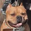Daniel Musil - @daniel.musil0 - TikTok