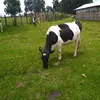 Daniel Mutai - @daniel.mutai3 - TikTok