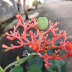 Daniel Nasution - @danielnasution990 - Instagram