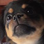 Daniel Nemitz - @tolerablehusky - Instagram