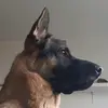 Daniel Neubauer616 - @norbi250 - TikTok