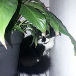 Daniel Neveu - @daniel.neveu.94 - Instagram