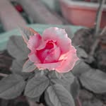 Daniel Northrup - @gordeisurojo - Instagram