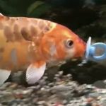 Daniel Oaks - @_koi_oaks_ - Instagram