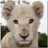 Daniel Oberle - @daniel.oberle - TikTok