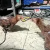 Daniel Torres - @danieloceguera.0 - TikTok
