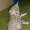 danieltoddii - @cat_killer478 - TikTok
