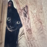 Daniel Oestreich - @gigiandlilycats - Instagram
