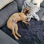 Daniel O'Gara - @danog144 - Instagram