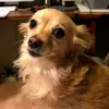 Danieldoge - @danieldoh4 - TikTok