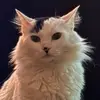Danielo GE 🐈 - @danieloge95 - TikTok