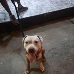 Daniel Orlando - Facebook
