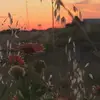 Daniel Perkins - @daniel.perkins15 - TikTok