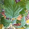 popugai - @danielpetkevic_ - TikTok