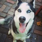 Daniel Petrelli - @eleetdan - Instagram