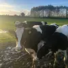 danielapezetaa - @danielapezetaa - TikTok