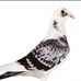 Daniel Pigeon - Facebook
